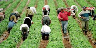 farmworkers.jpg